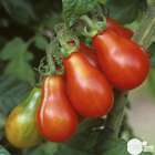 Plants de tomates poire 'Red Pear' : barquette de 6 plants